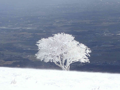 今年一番の樹氷　輝きは一瞬だった