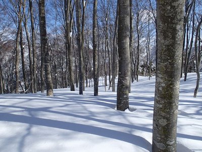 細いけど素晴らしいブナ林