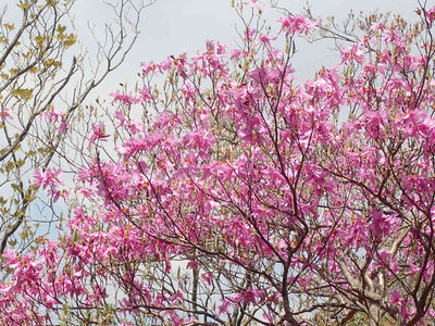 満開のアカヤシオ