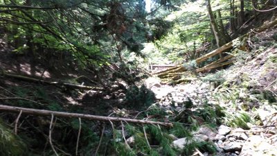 沢が緩くなったあたりの杉の倒木