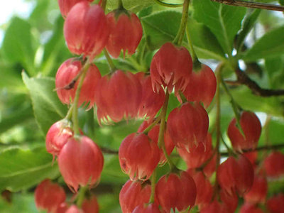 ベニドウダンツツジ