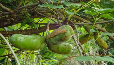 熟したら回しましょう？？