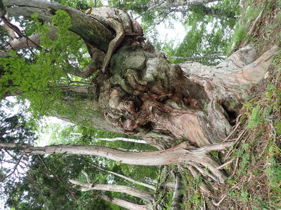 裏から御神木
