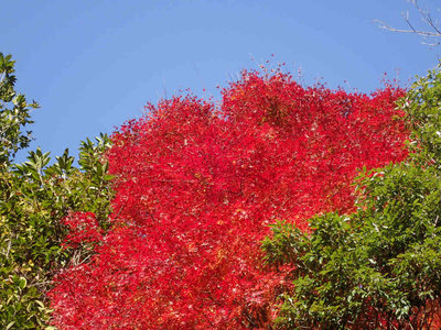 今日一番の紅葉
