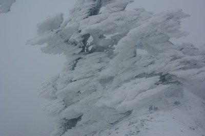 今日も豪快な霧氷、青空バックでないのが惜しい。