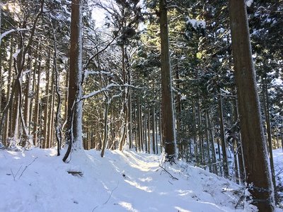 IMG_1809.jpg (184.76 KiB) 閲覧された回数 7139 回 登山道