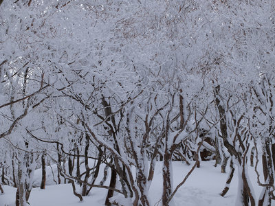 juhyo.jpg (354.06 KiB) 閲覧された回数 11383 回 樹氷の森