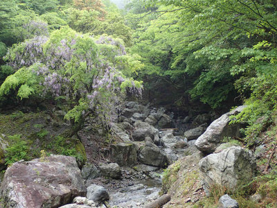 P5030025.jpg (126.11 KiB) 閲覧された回数 5564 回 野江股谷と藤の花