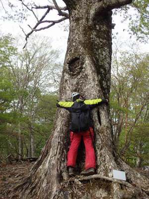 P5030123.jpg (122.08 KiB) 閲覧された回数 5562 回 ナンノキ平のミズナラ