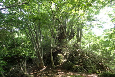 怪獣の木パート2