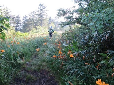 仙人峠を越えるとニッコウキスゲロード！