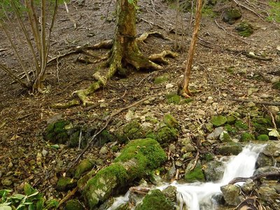 ワイヤーをくわえたトチ