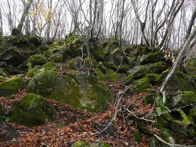 苔むした岩の道.jpg (486.12 KiB) 閲覧された回数 4785 回 苔むした道