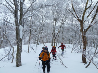 鯉谷～妙理山間のブナ林を行く