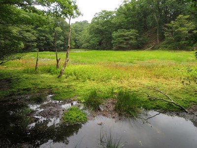 初夏の長池（西側より）