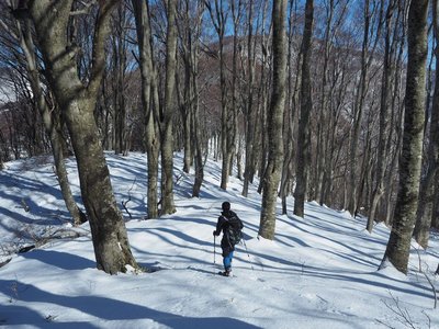 山毛欅の林をゆくわしたかさん
