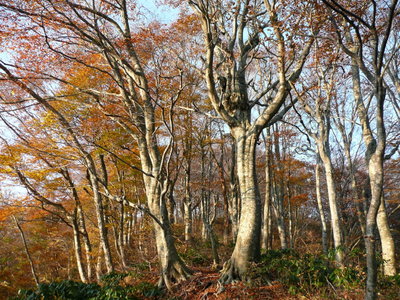 二俣へ下りる尾根のブナ林
