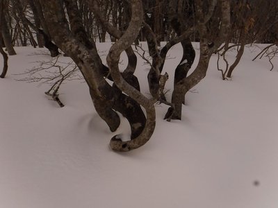 雪の重みに耐えてドッコイショ。