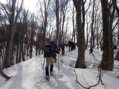 気持ちのいいブナ林散歩