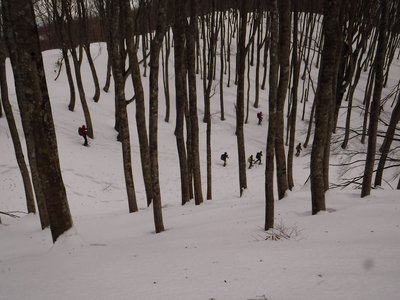 素晴らしブナ林。
