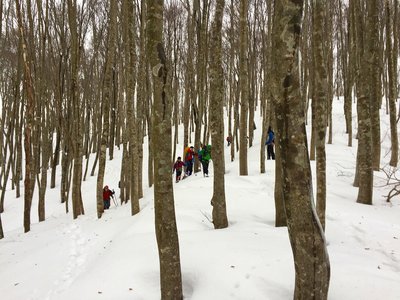 IMG_8225.jpg (676.01 KiB) 閲覧された回数 10030 回 ブナ林