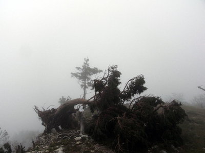 奧峰の倒木