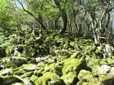 苔生すカレンフェルトの丘