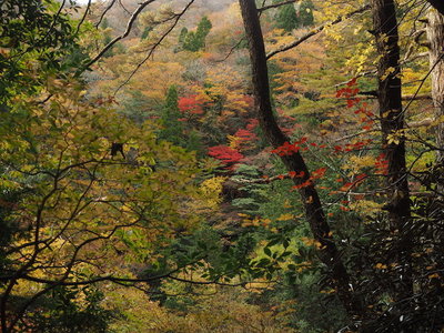 沢谷の出合からの紅葉の斜面