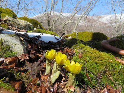 福寿草と雪の霊仙山