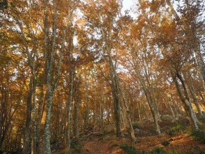 欅の樹林.jpg