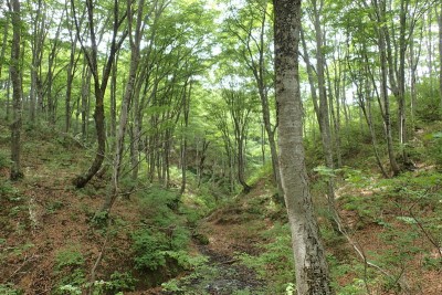 無雪期の美土路川源頭
