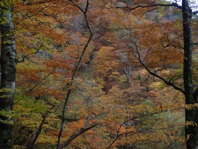 斜面途中で.jpg (159.26 KiB) 閲覧された回数 5710 回 振り返ると「もみじ」真っ盛り