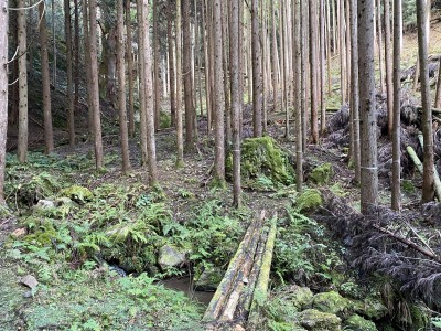 口の天狗杉の入口