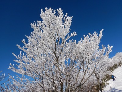 今日一番の霧氷