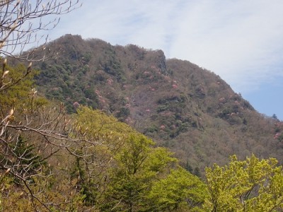 ところどころ赤く染まるアケボノツツジ