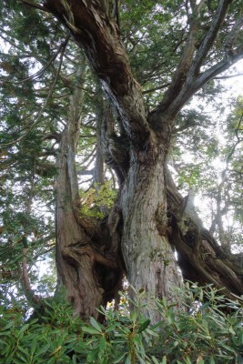 目的のヒノキの巨樹