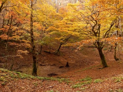 2019年11月4日の迷い池