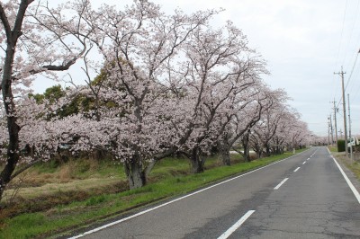 鵜戸川沿い桜並木