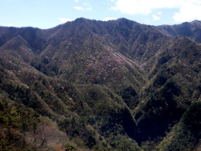 天井桟敷から風折滝上に咲く砥石谷右岸のサクラを見物。