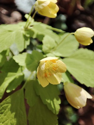 蛇谷はこの花が目的でした
