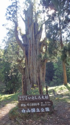 P5112231.jpg (450.49 KiB) 閲覧された回数 9320 回 大杉