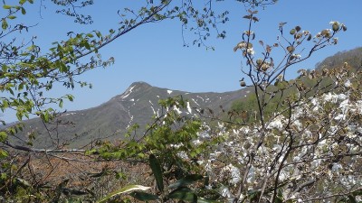 P5112257.jpg (454.01 KiB) 閲覧された回数 10264 回 タムシバと願教寺山