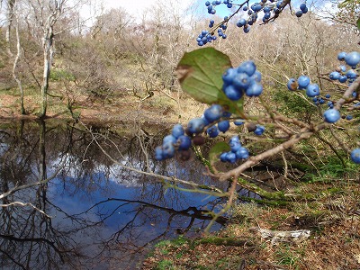 太尾手前の池とたわわな青い実