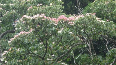 P6252421.jpg (498.7 KiB) 閲覧された回数 3757 回 ヤマボウシ