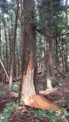 P6252433.jpg (464.13 KiB) 閲覧された回数 4068 回 熊剥ぎ