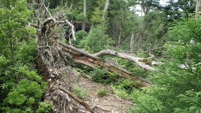 P6252431.jpg (551.54 KiB) 閲覧された回数 3757 回 尾根の倒木