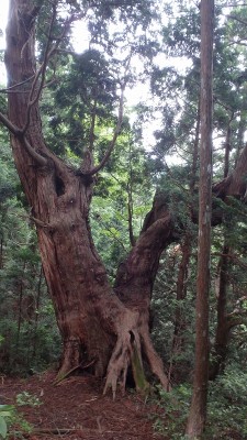 P6252473.jpg (423.52 KiB) 閲覧された回数 4068 回 奇樹怪木