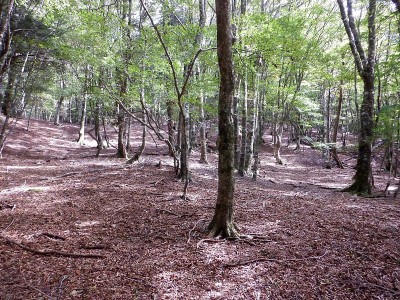 ・1195西のダイラ