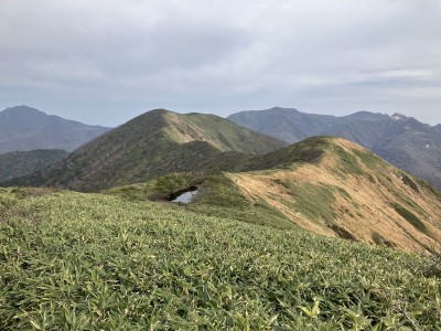 稜線上に水をたっぷりと蓄えた五葉の泉