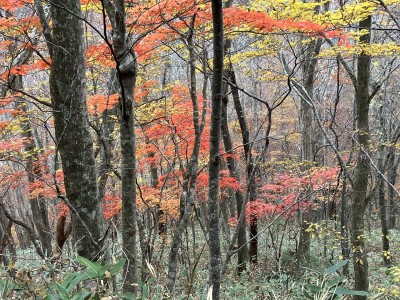 駐車場近くの紅葉